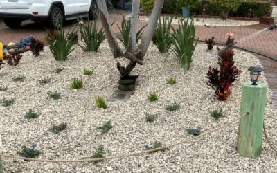 Landscape Design: DIY vs. Hiring a Professional in Central Florida
