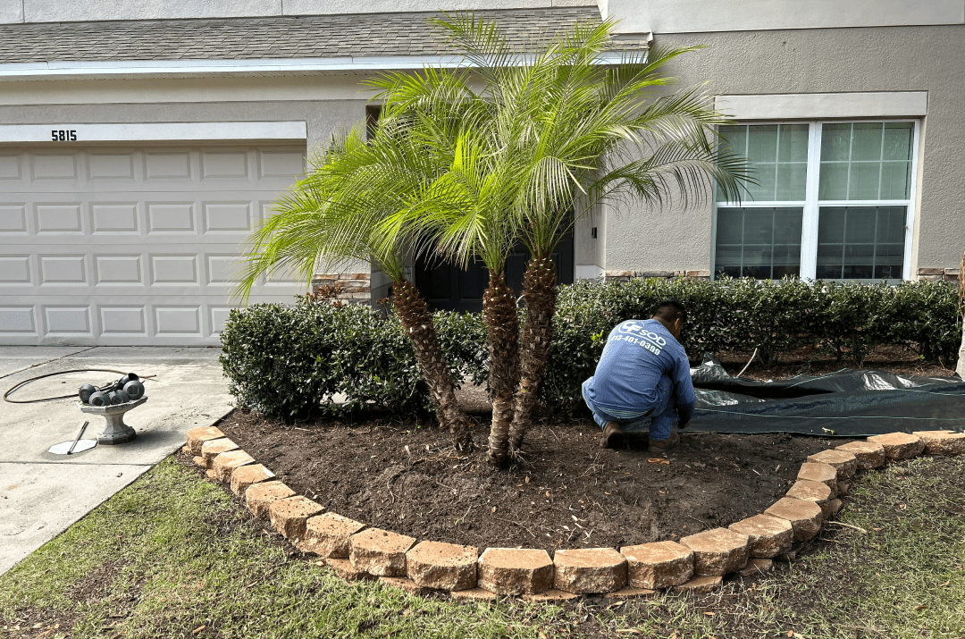 Landscaping Clean up